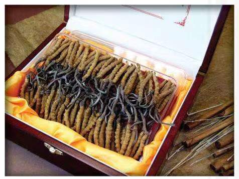 高碑店冬虫夏草回收